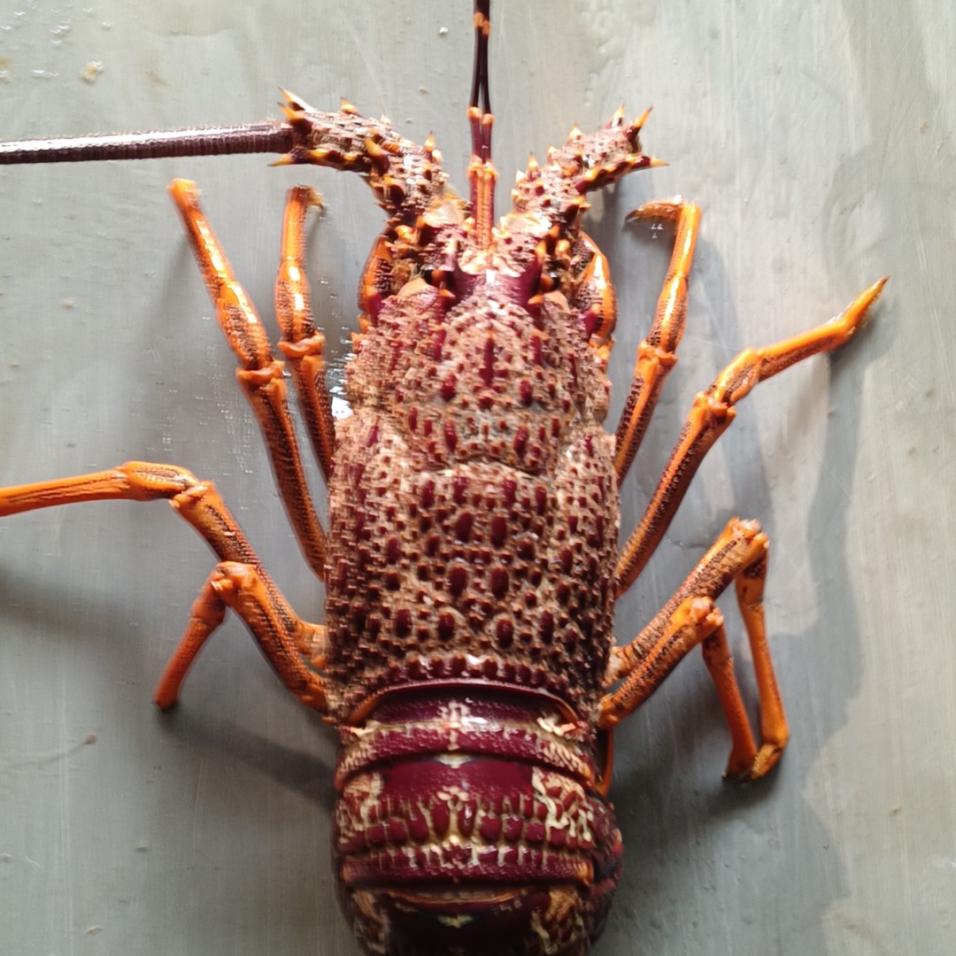 鲜活澳洲龙虾约2.5斤