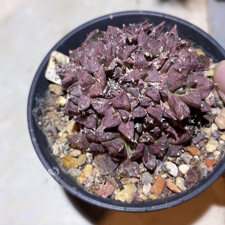 满38包邮2天凑单，脱土晾根发货多肉植物