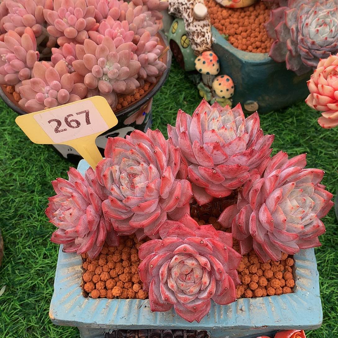 好**多粉蓝鸟多肉植