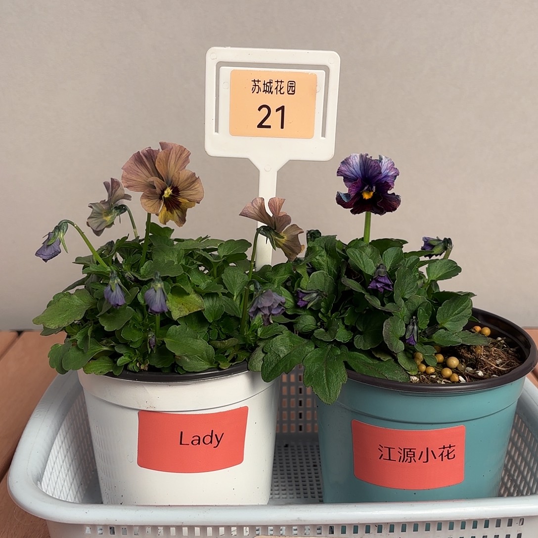 大部分开放少量花苞21