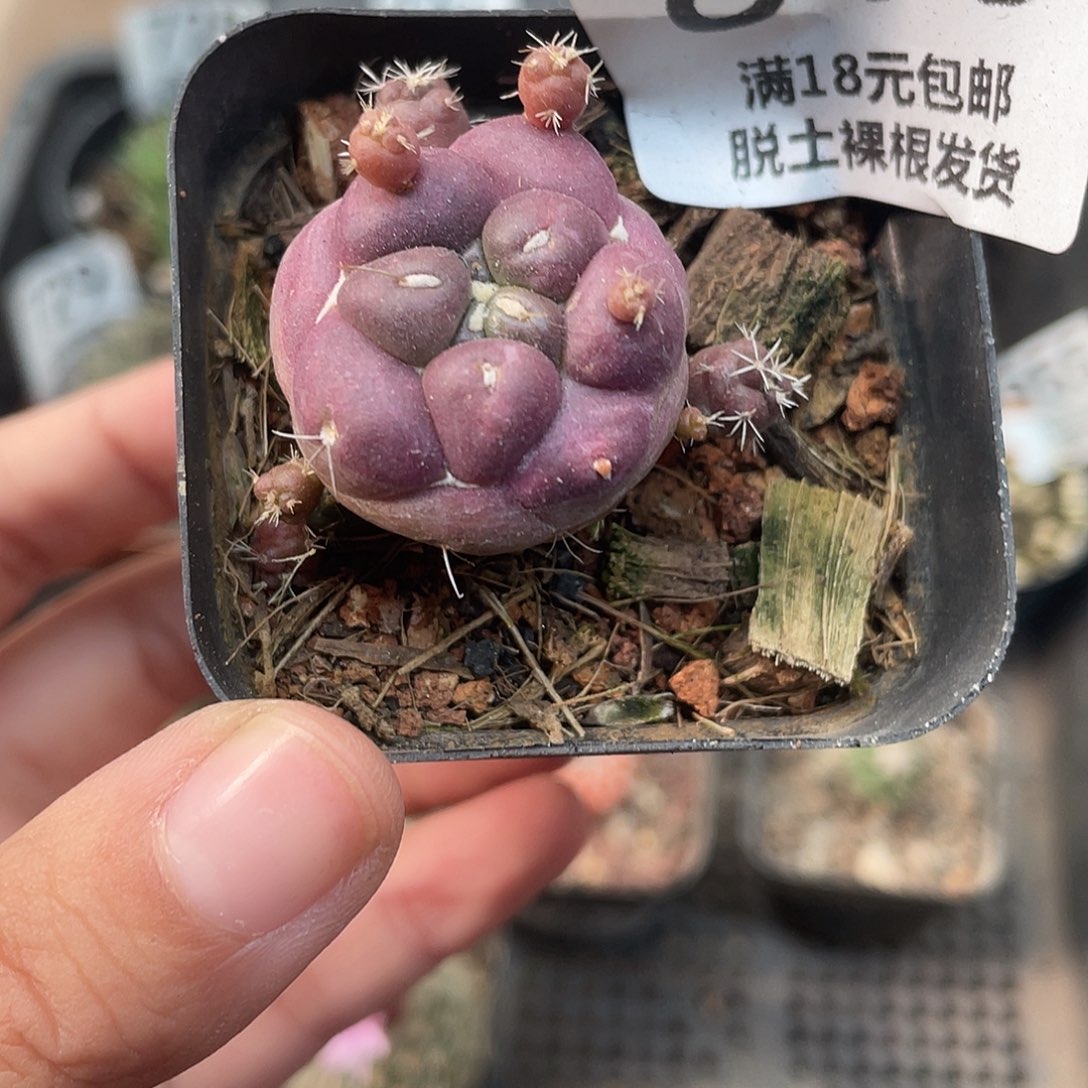 815无刺象牙（满18元包邮）