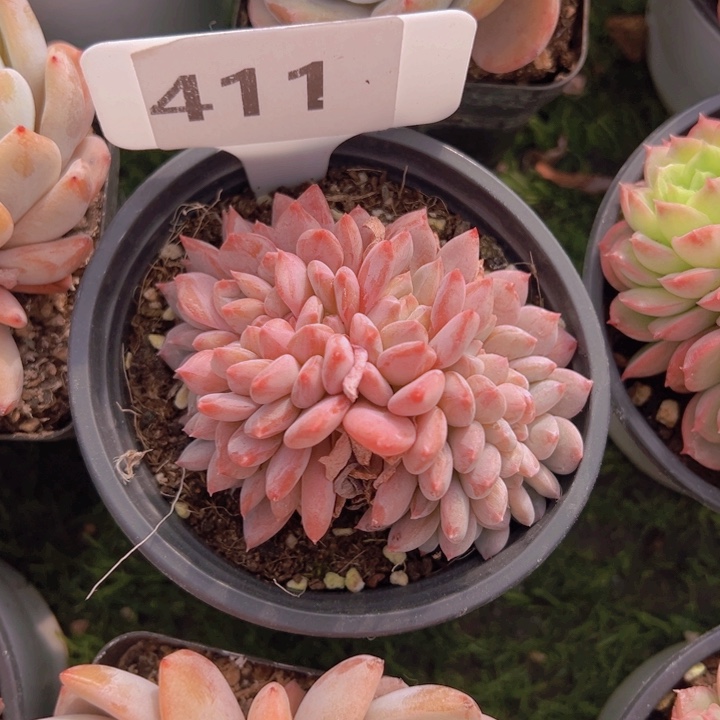 健健康康平平安安