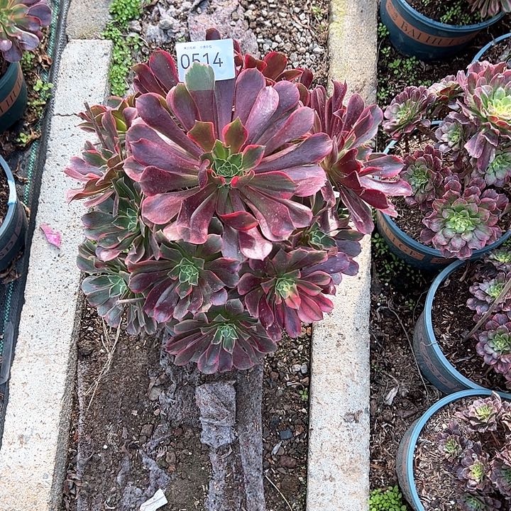 0514金丝雀多肉植物