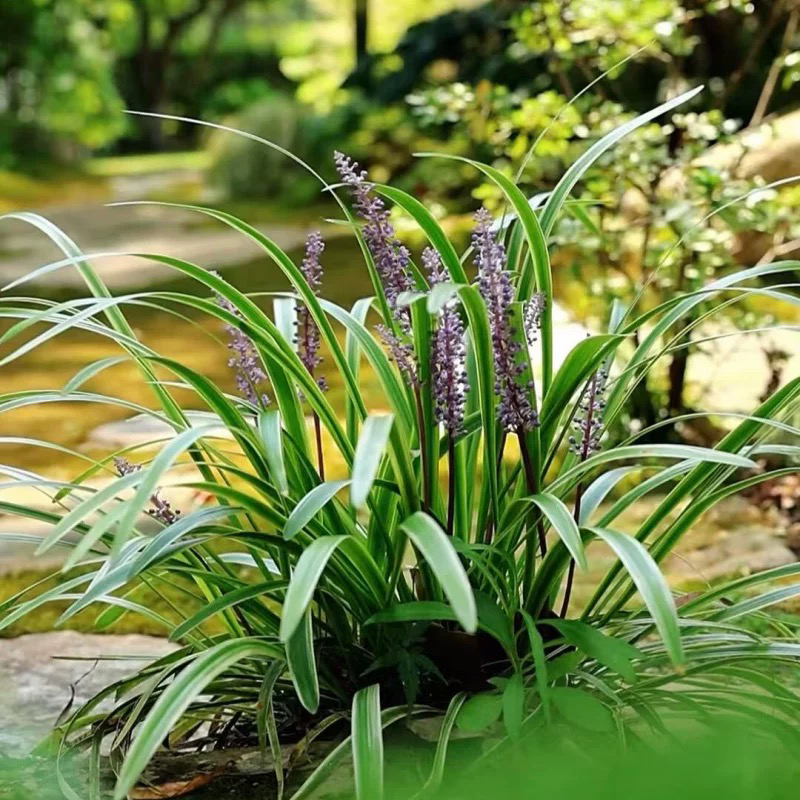 金边麦冬草花镜植物多年生宿根庭院地被耐寒耐热花坛搭配草矮麦冬