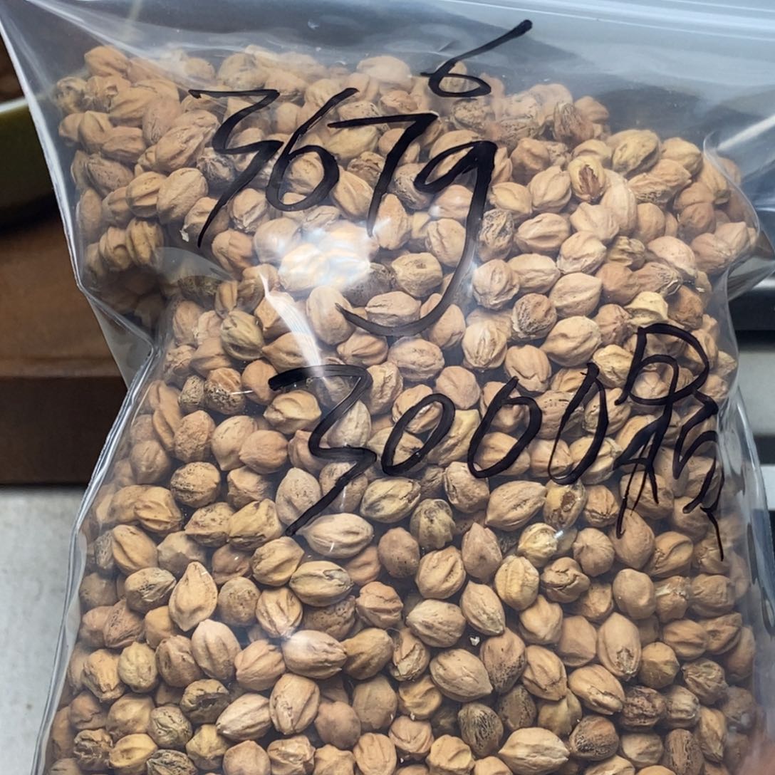 柏香籽/百香籽吊坠