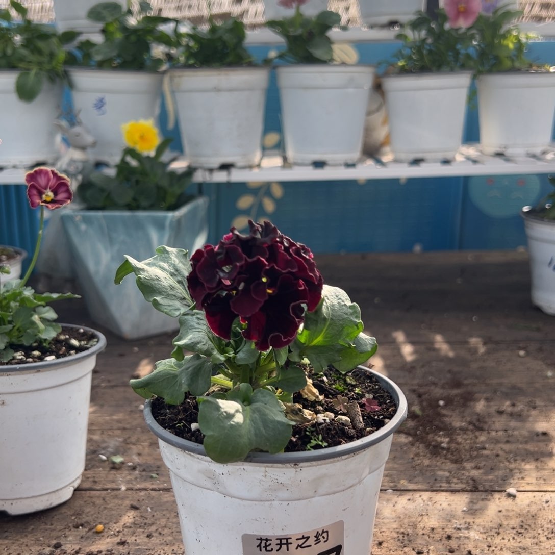 【闪购商品】完全开放017号