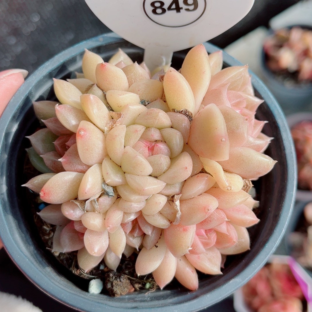 849号小老桩珍妮群