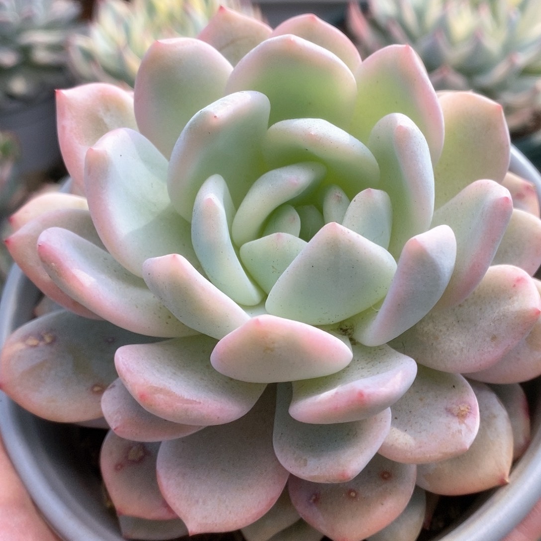 102梦露锦锦锦锦锦锦