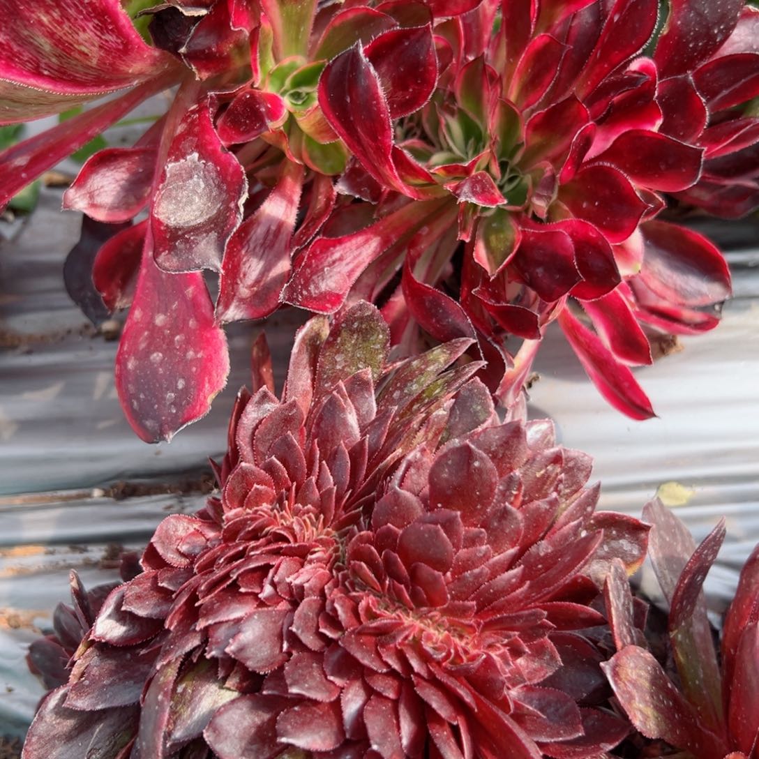 95 号多肉植物法师新号福利