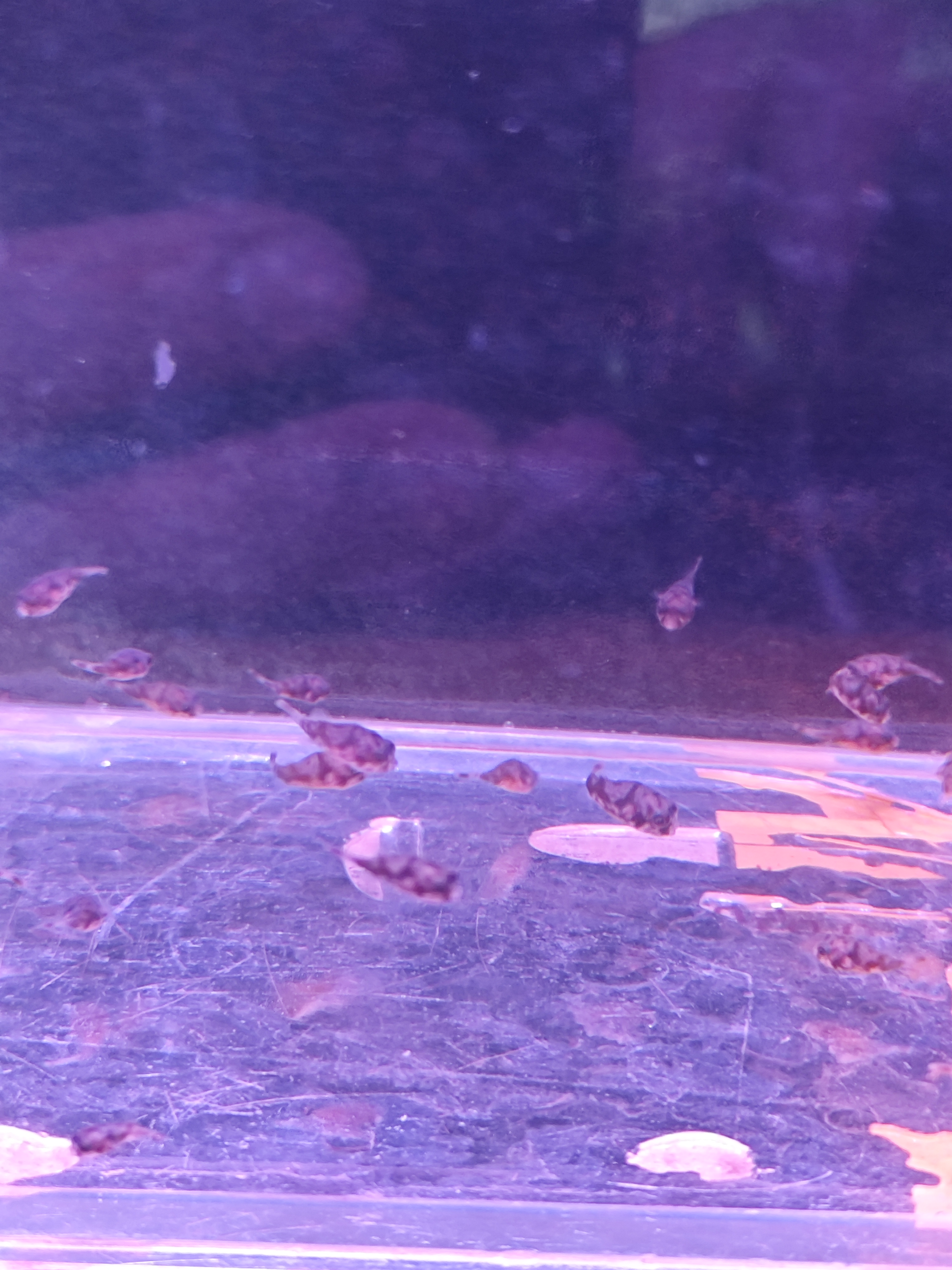 斑马狗头鱼苗子包牙口鱼观赏鱼小鱼观赏水宠包邮