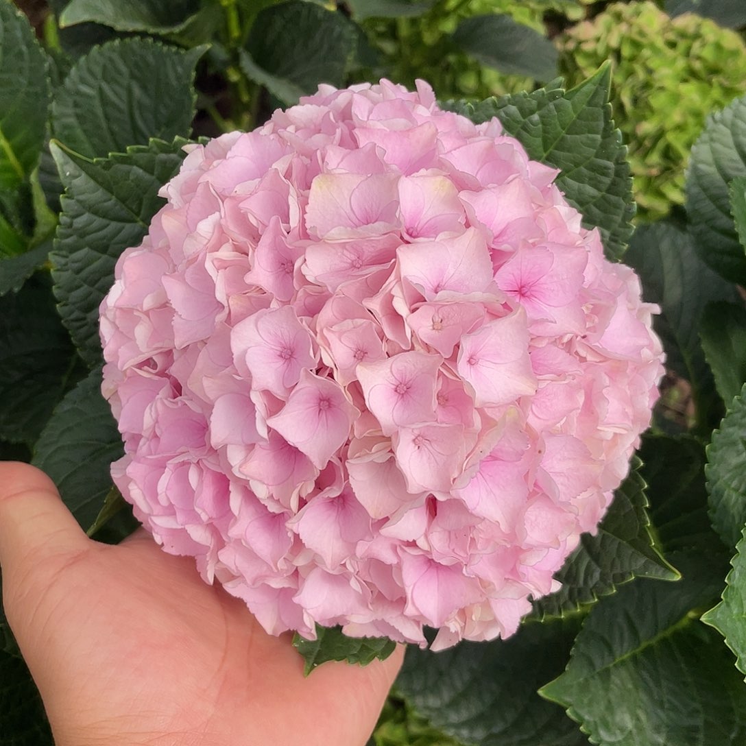 绣球切花一物一拍3枝起包邮，15