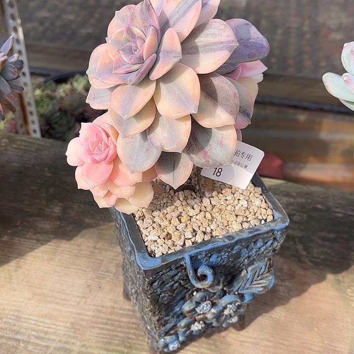 紫乐锦群，一物一拍