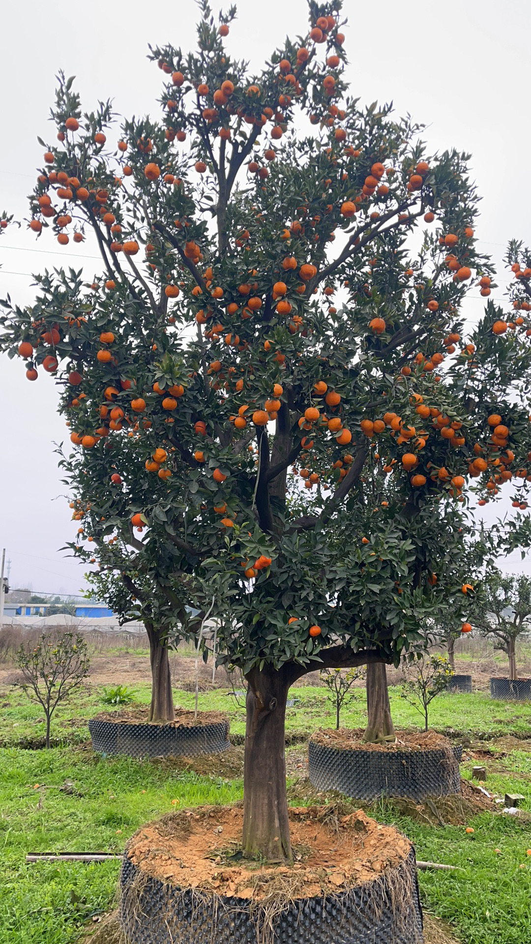 柑橘树盆景 （一物一拍）