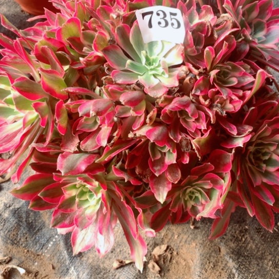 多肉植物 女巫735