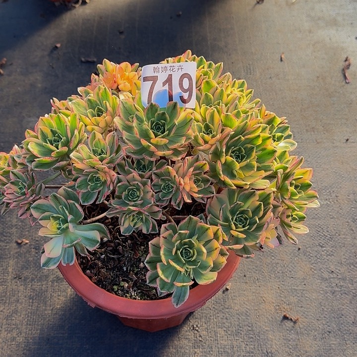 00000000000000719甜茶