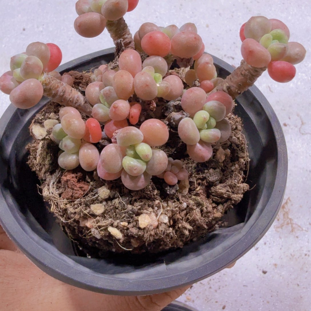 精控鱼子酱十厘米盆