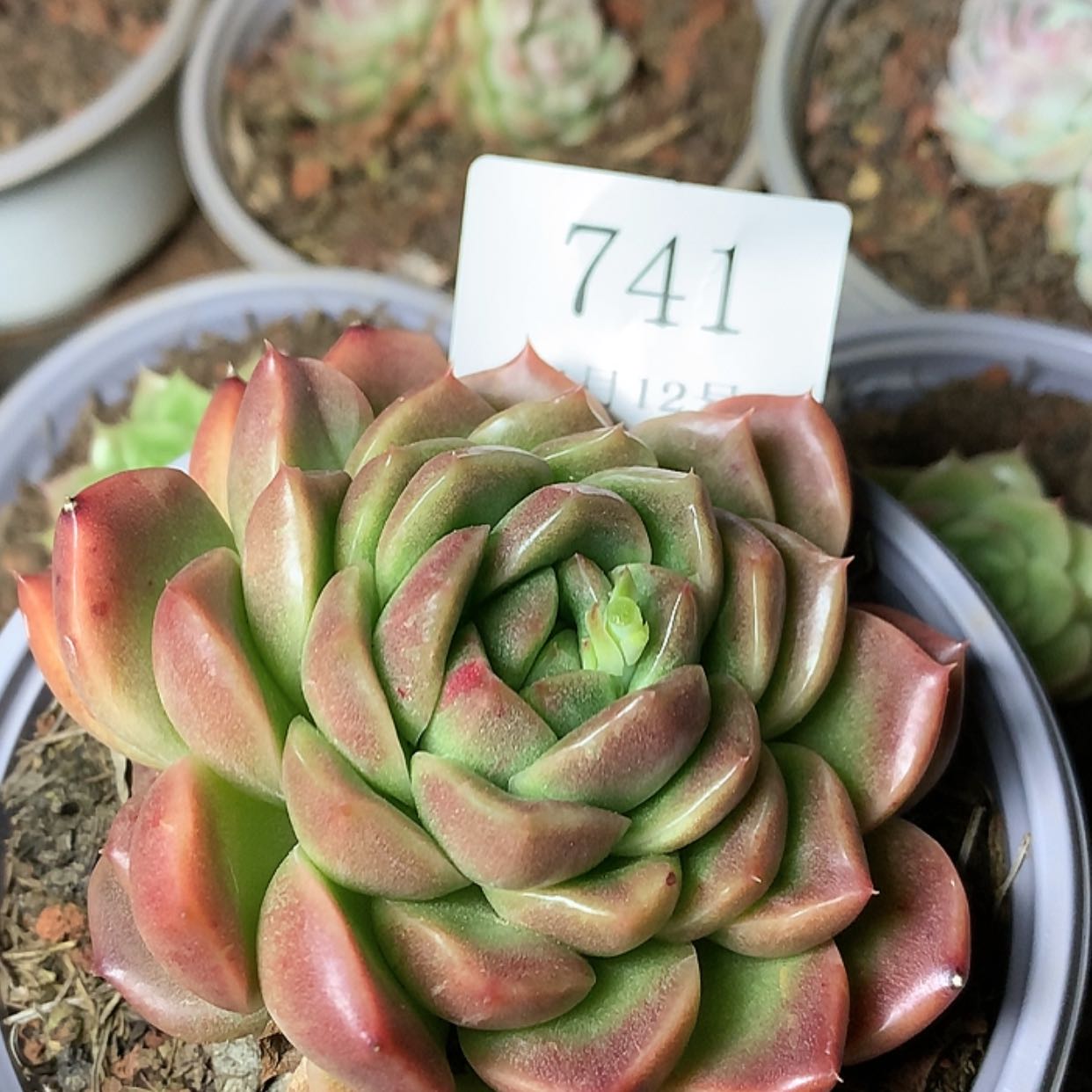 【闪购商品】云741