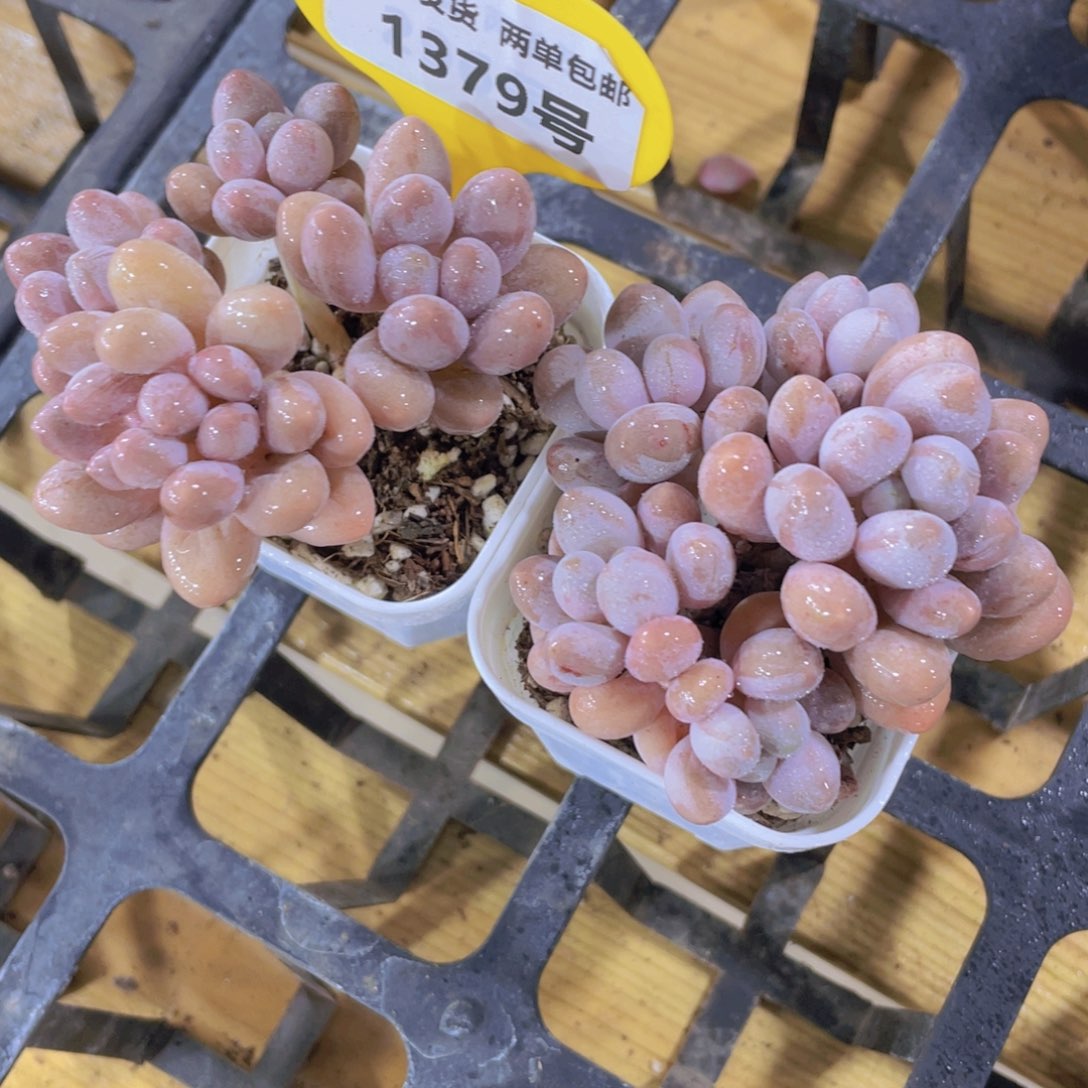 1379号 老桩丸叶汤圆多头群一个