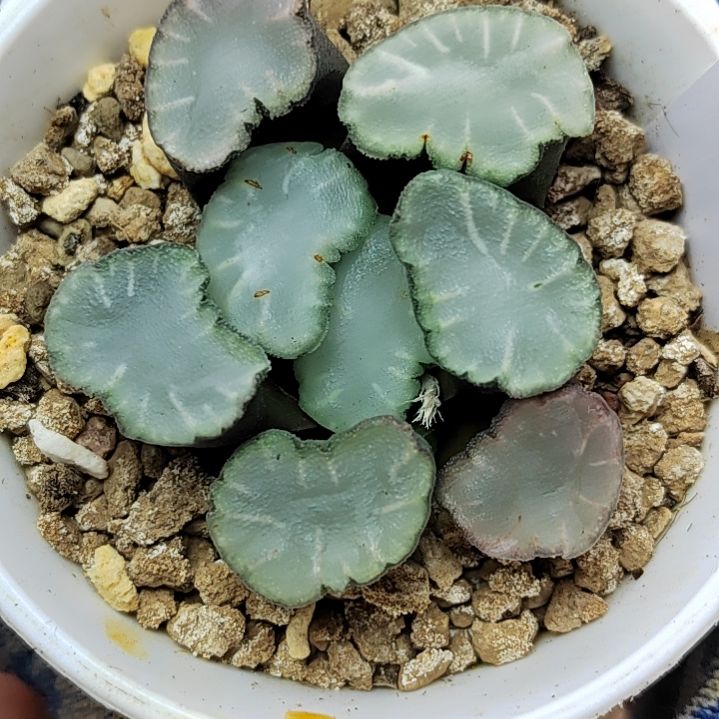 194号 盐湖城5.7厘米左右一物一拍带盆