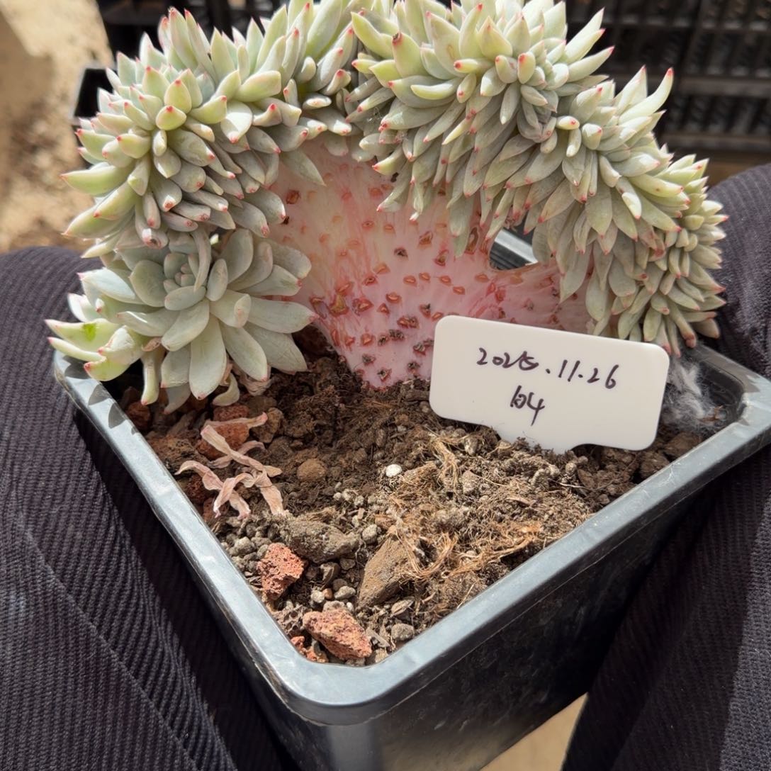 一物一拍橙梦露锦树缀福利款104