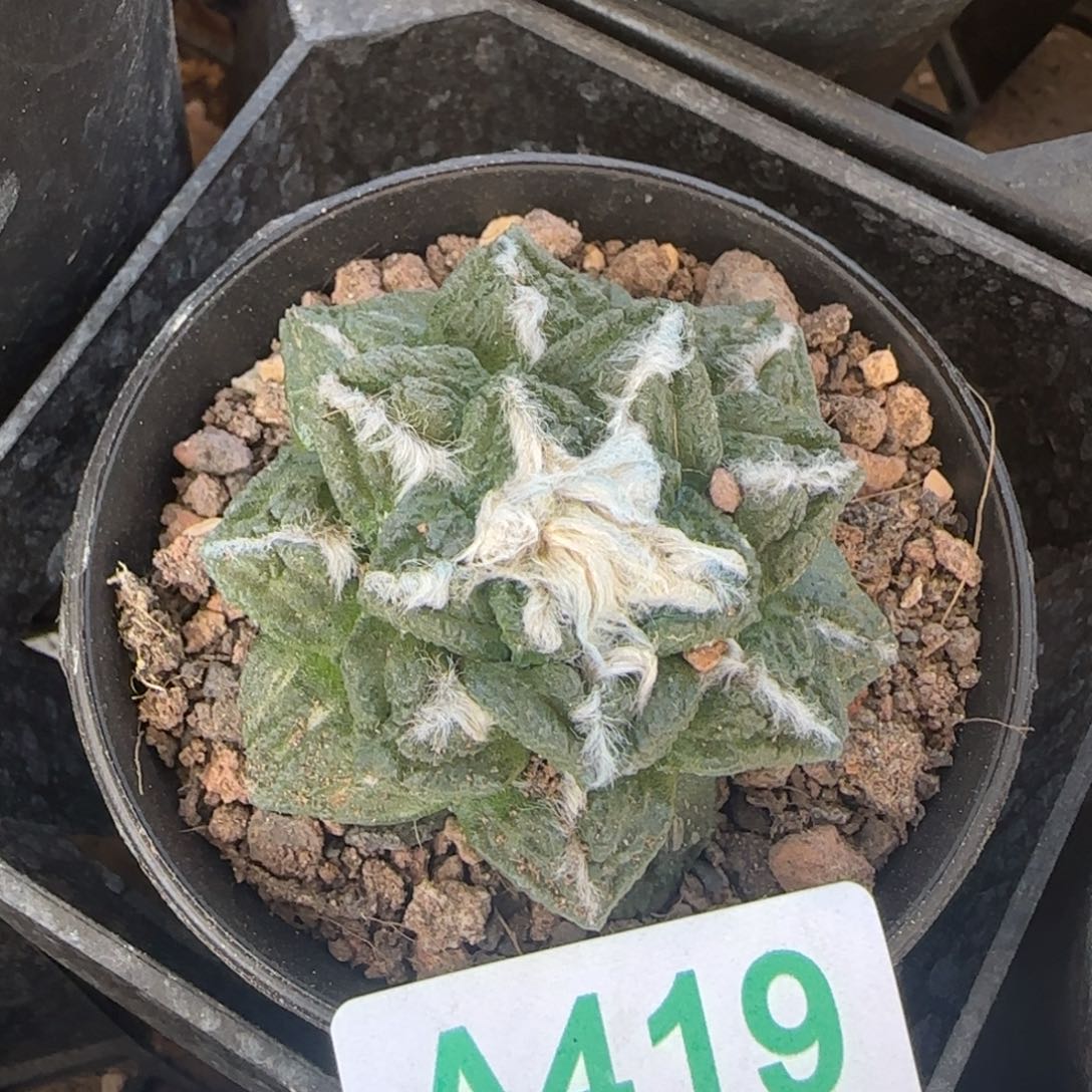 牡丹 自根仙人球419