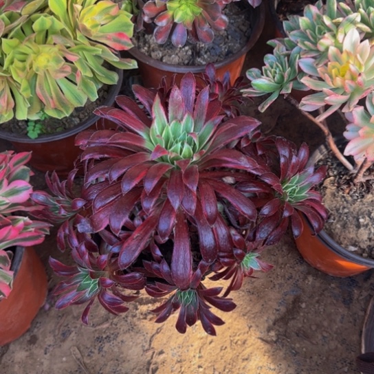 孔雀锦9.9多肉植物