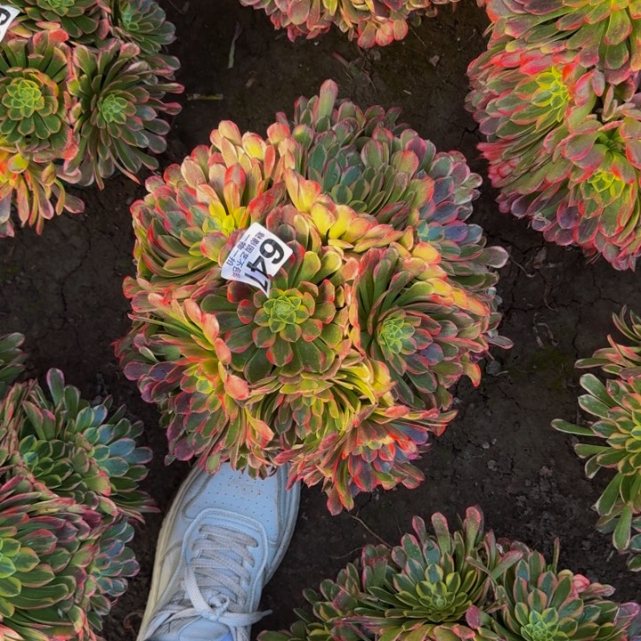 朝霞花27-38包邮花花