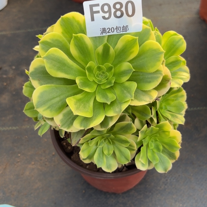 瑞妈多肉园艺，980. 