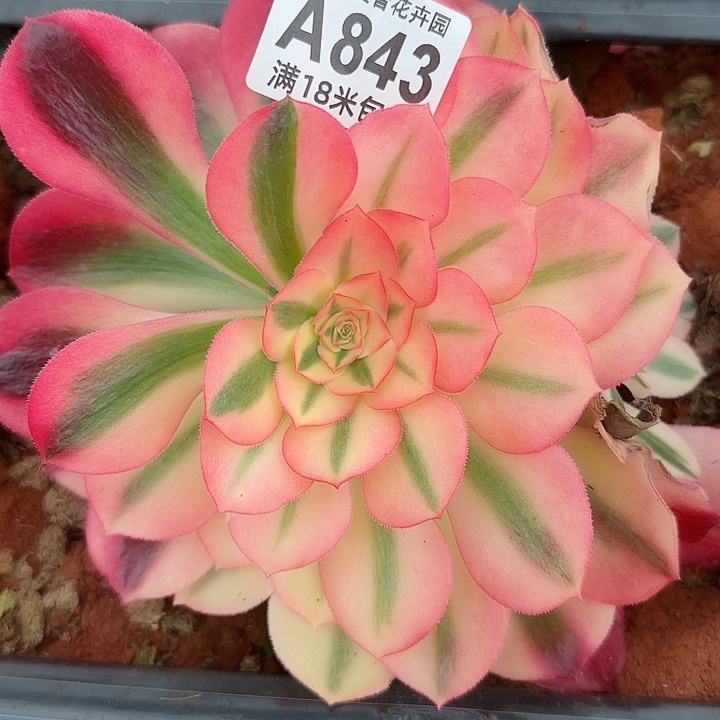 多肉法师淘宝福利