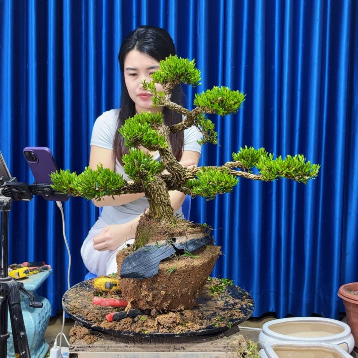 【闪购商品】广东雀舌黄杨盆景