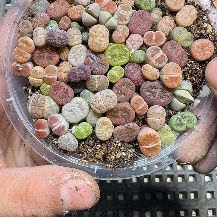 376 多肉植物多肉植物