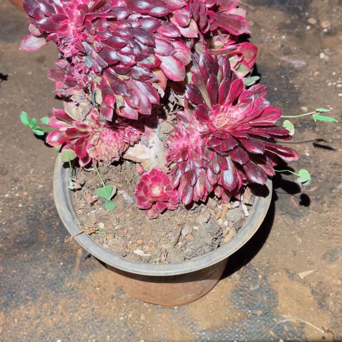 多肉植物594红铜