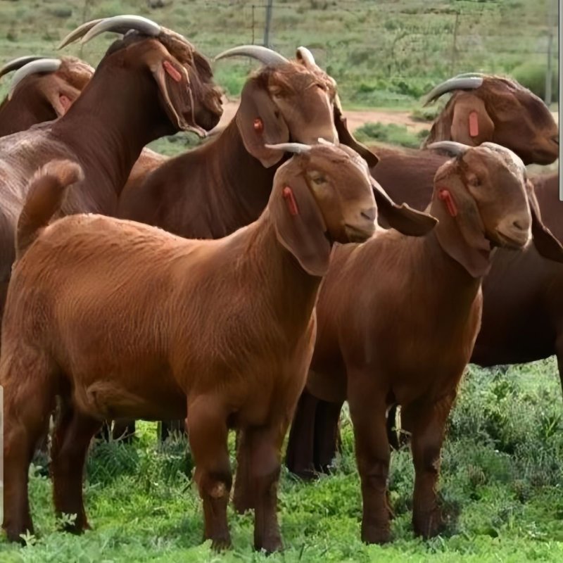 （纯种亚洲黄金羊3-4个月）35-45斤左右