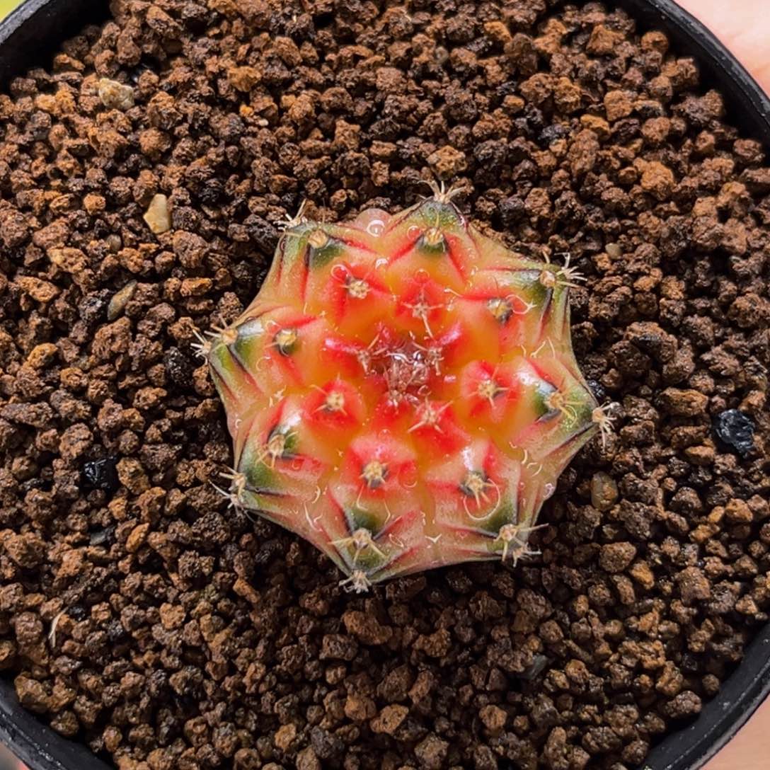 穹顶轮回 米哈仙人球