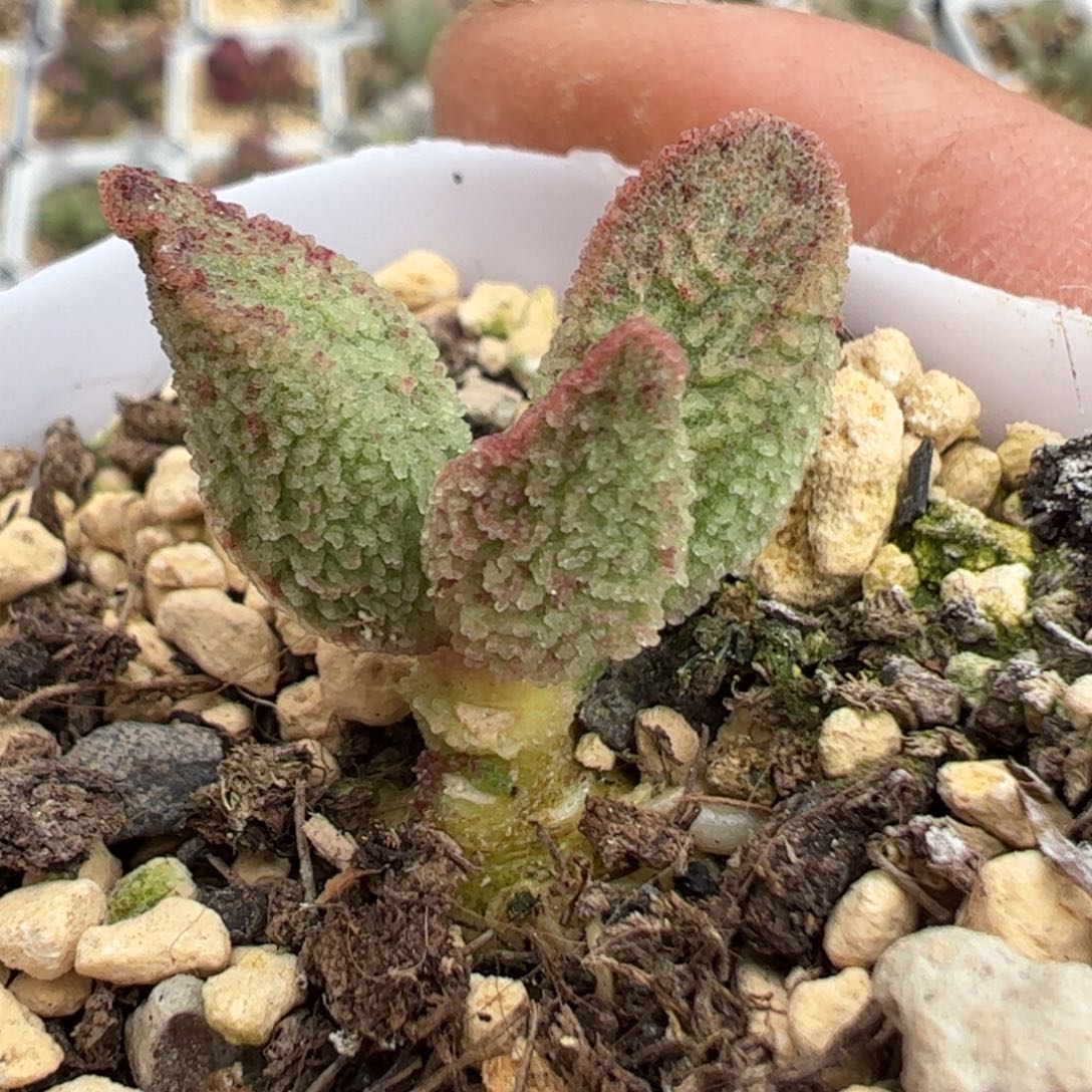 实生新品多肉植物水泡85号