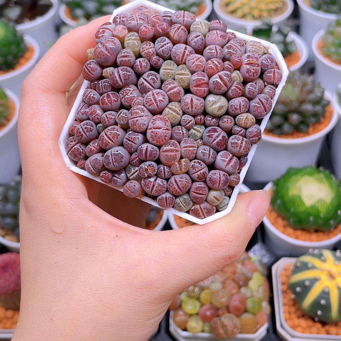 生石花紫色，白盆