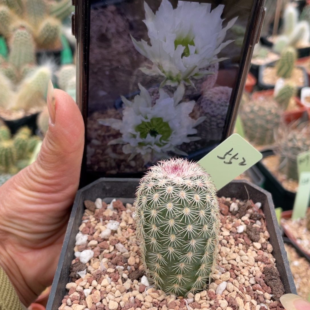 鹿角柱实生仙人球翡翠白花三光