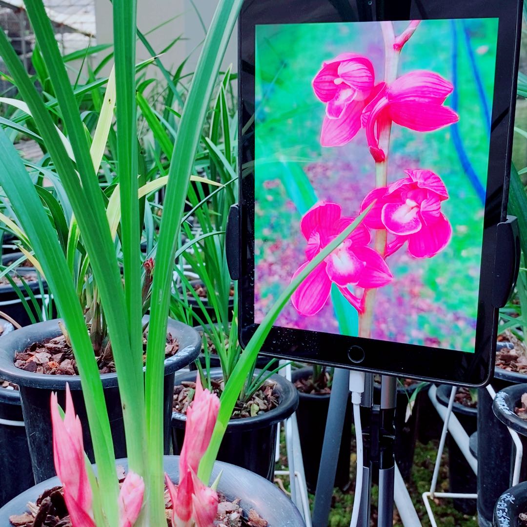 当前无花栽培后可以开花