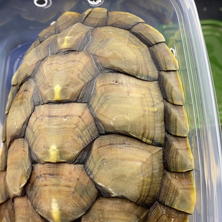 巴西彩龟母66666666