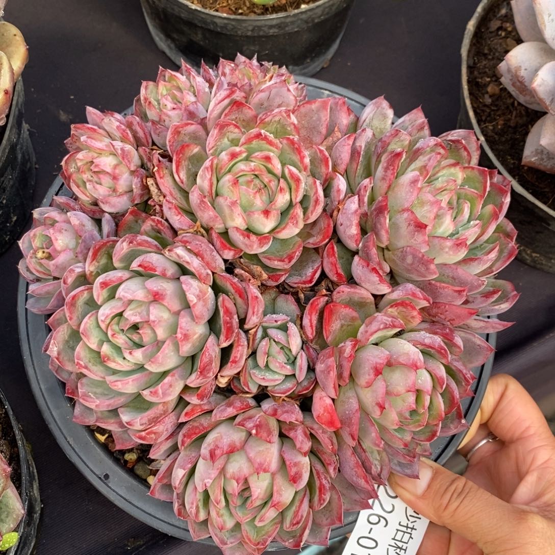 两单包邮1226-10黑天鹅