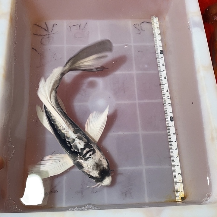 蝴蝶鲤鱼渔场直发109