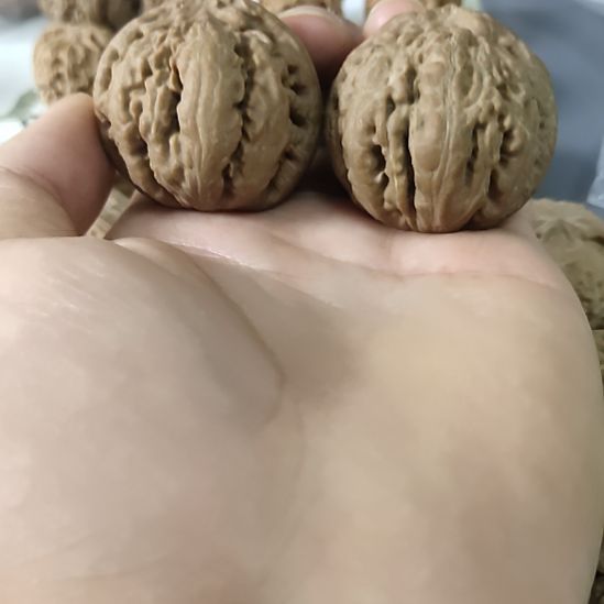 文玩核桃霸王龙44