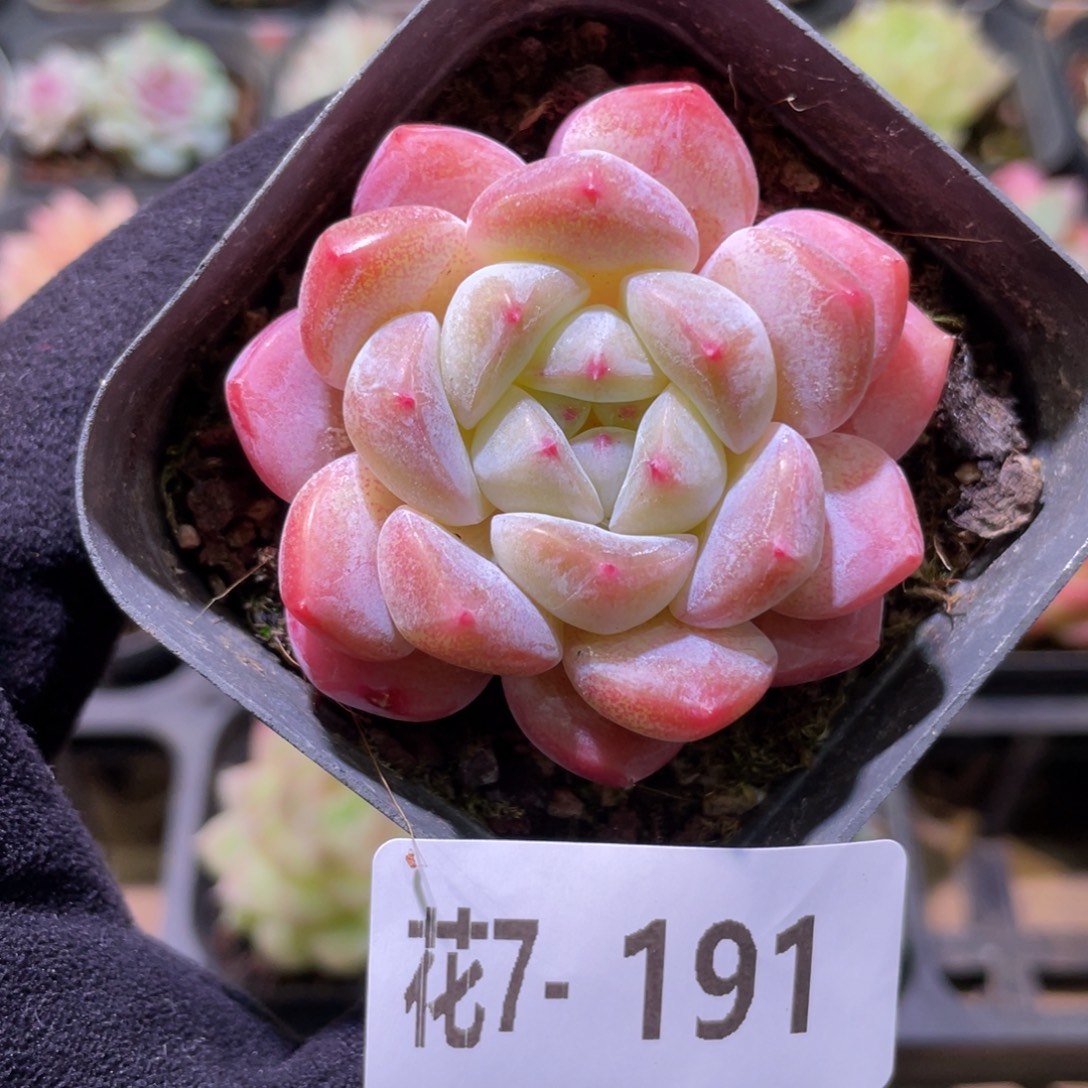 花利美7-191冰糖单头