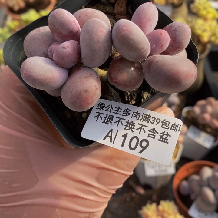 彩虹奶7vm109多肉植物