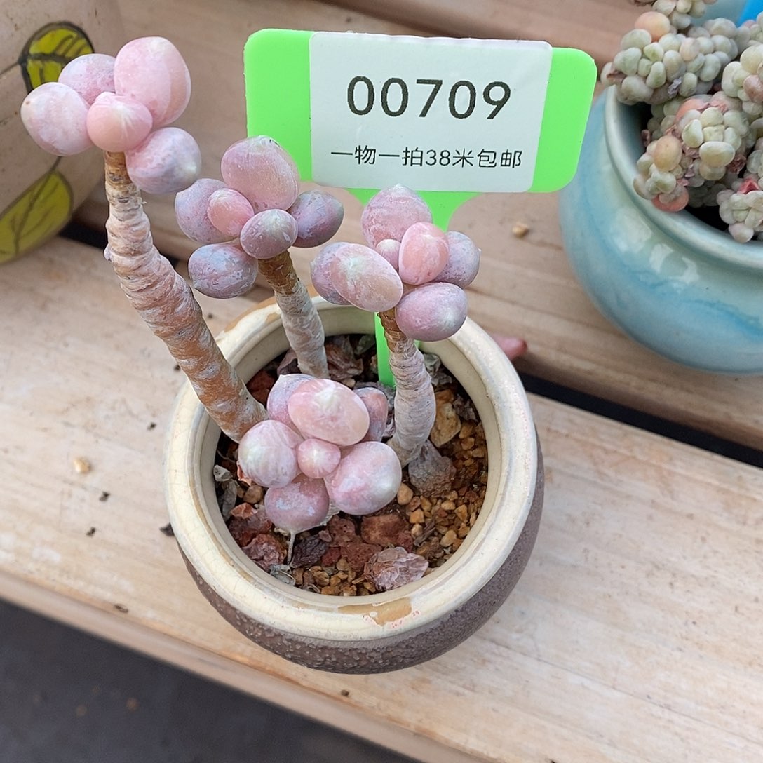 709咯工人了莫吐了姐姐咯哦哦哦