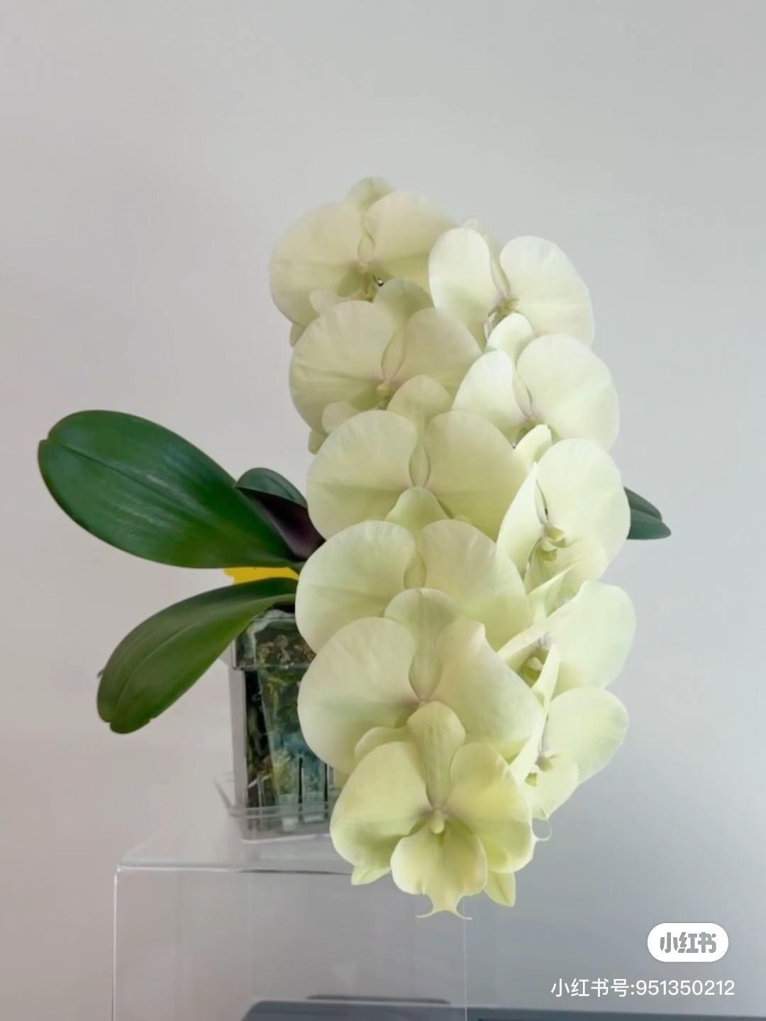 【抹茶拿铁】蝴蝶兰抹茶拿铁3.0寸未出梗发货