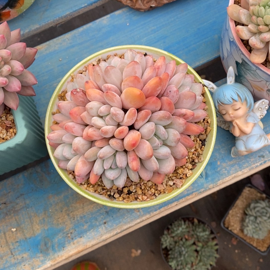 ?**?寄养多肉植物一物一拍