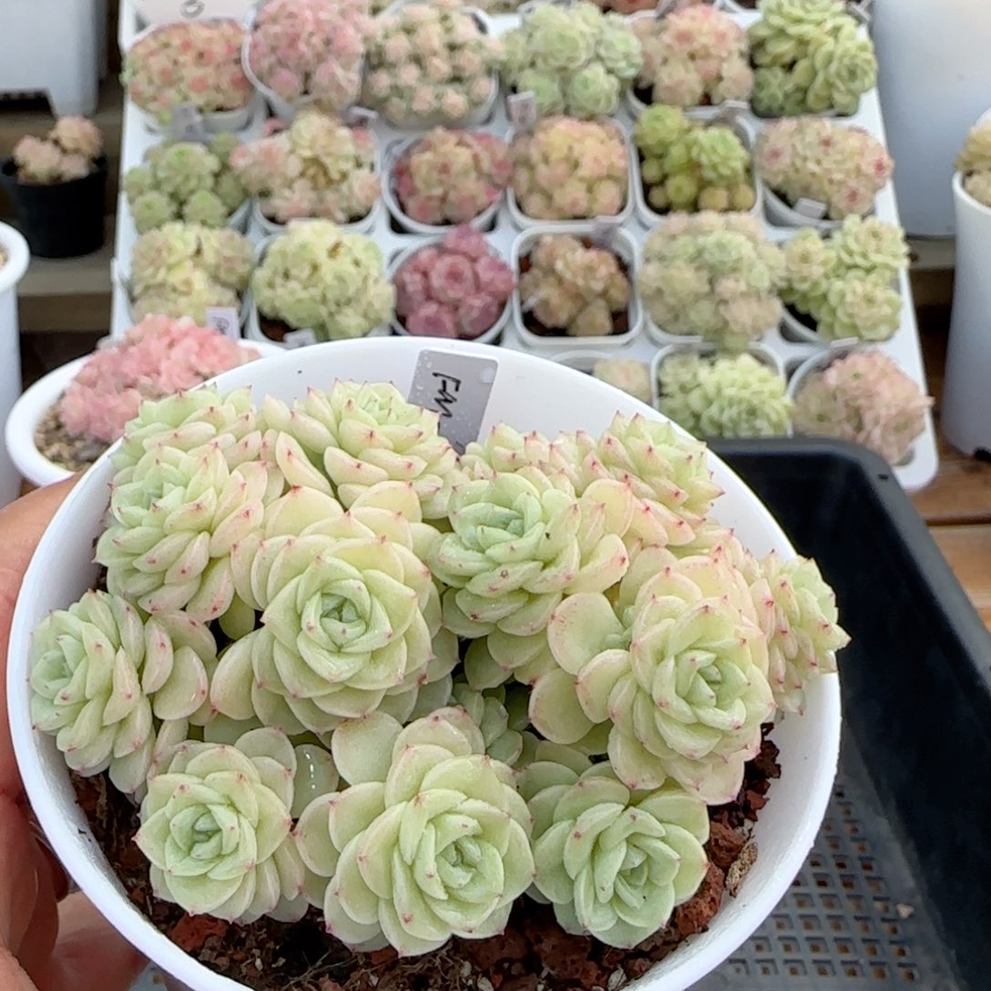 【闪购商品】0113-20（fm-152）