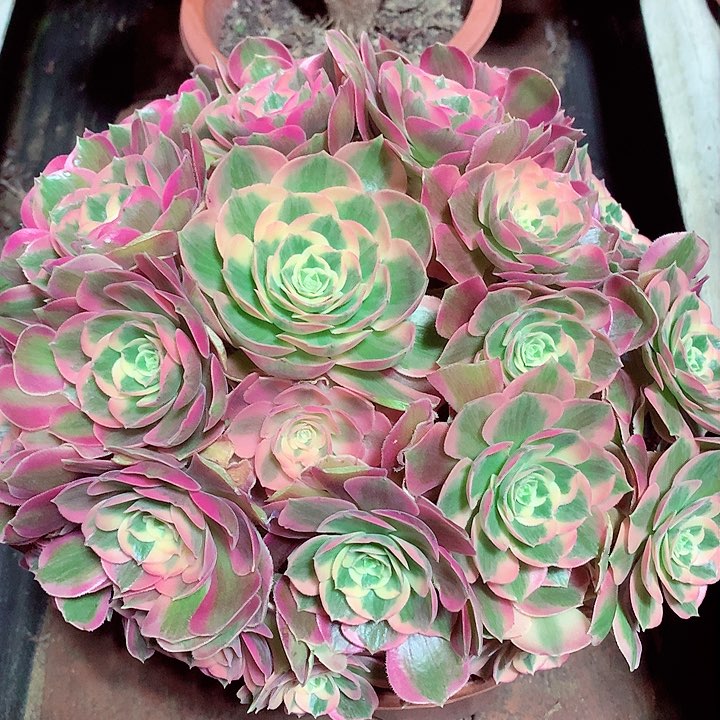 粉女郎啊啊啊啊啊啊啊