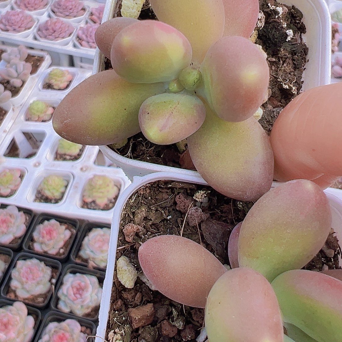 芒果奶2盆19包邮多肉中号